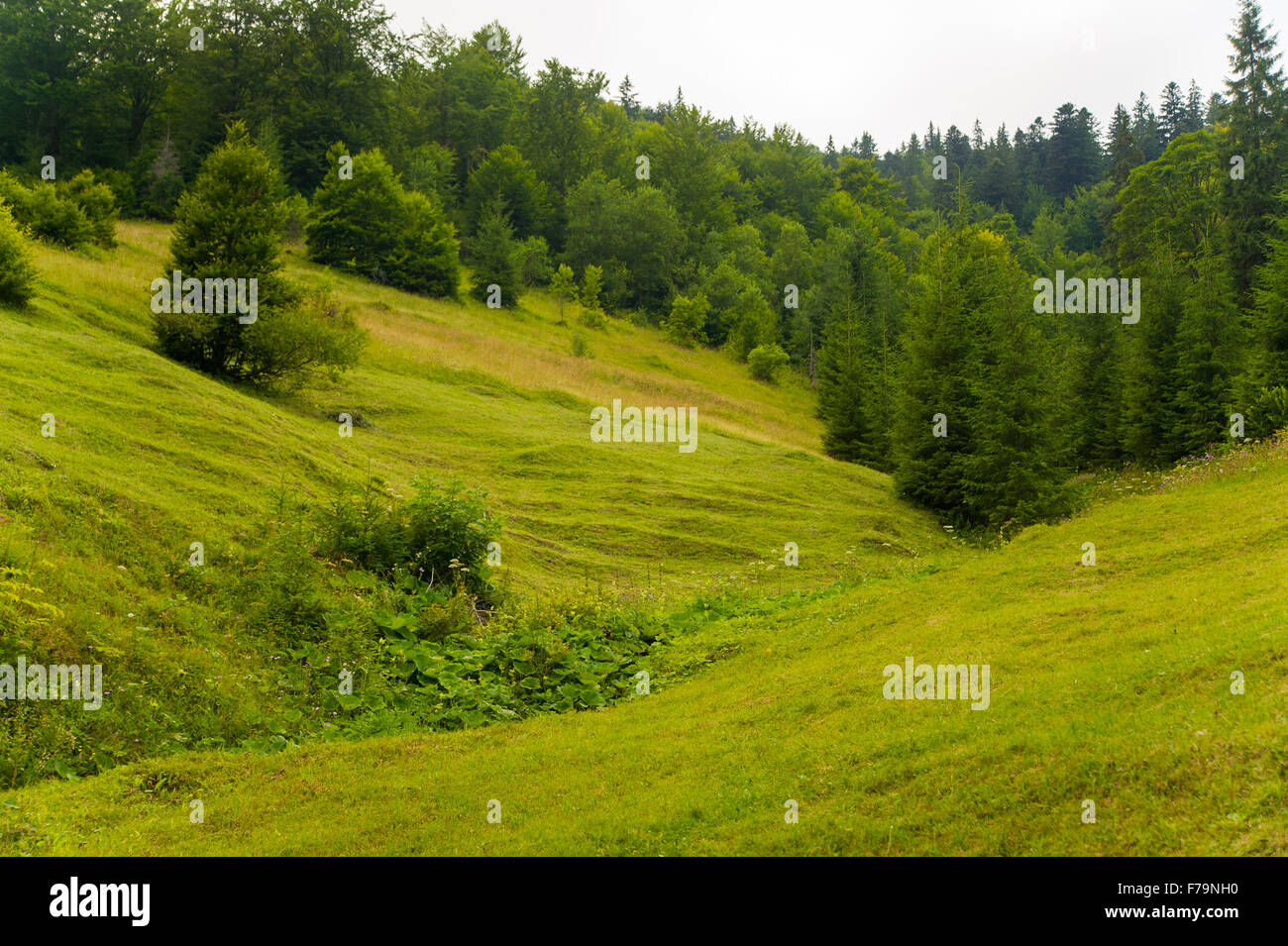Beautiful pine trees on mountains Stock Photo - Alamy