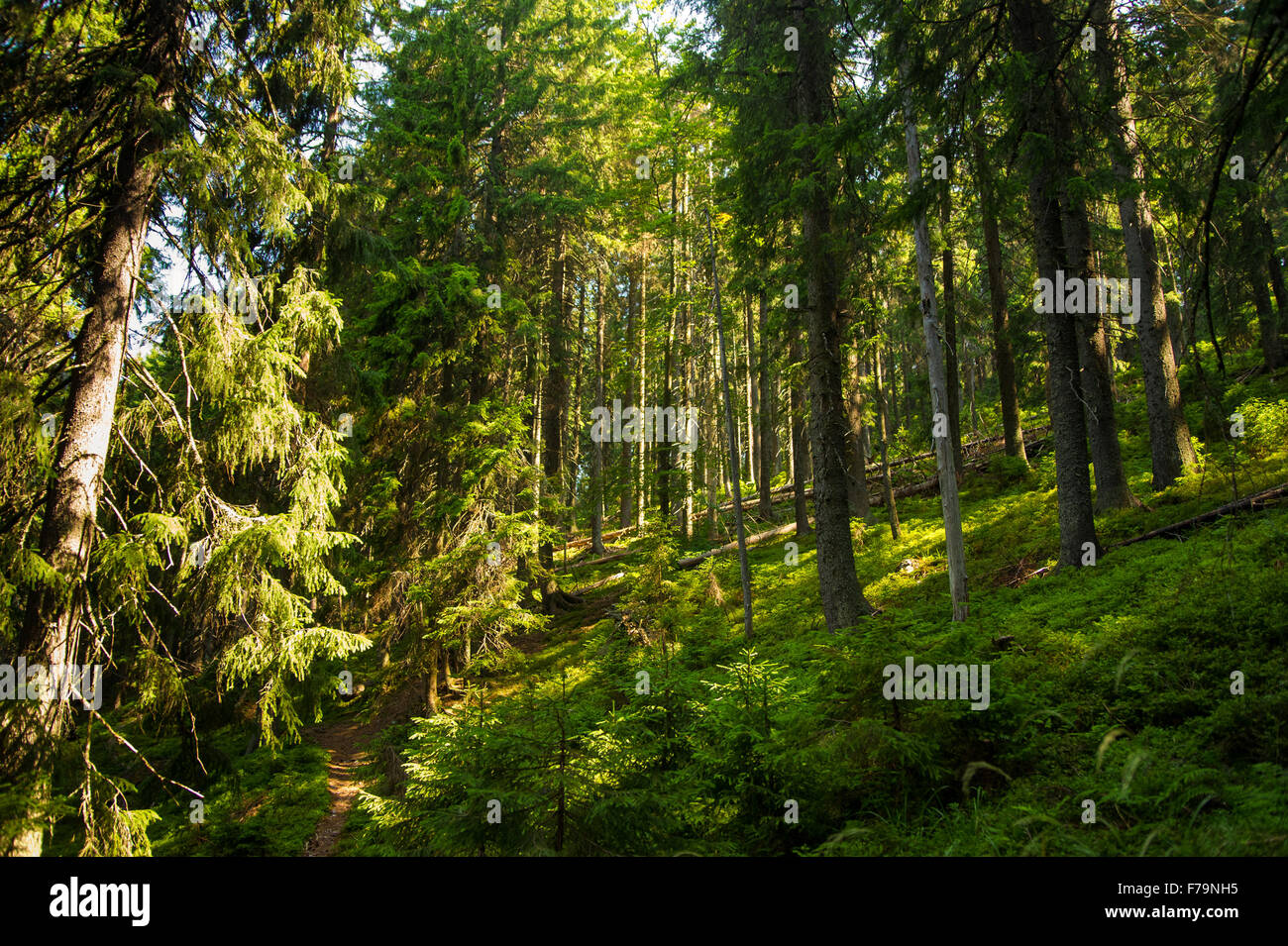 Beautiful pine trees on mountains Stock Photo - Alamy