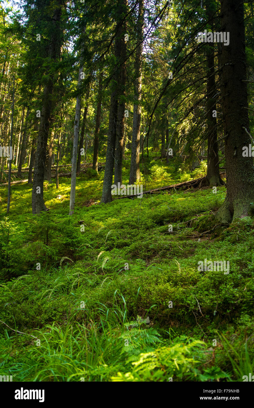 Beautiful pine trees on mountains Stock Photo - Alamy