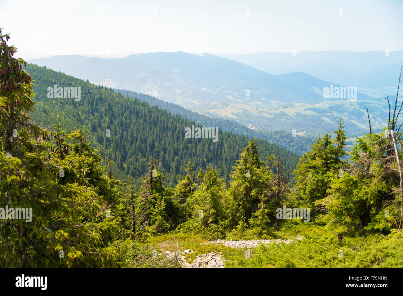 Beautiful pine trees on mountains Stock Photo - Alamy