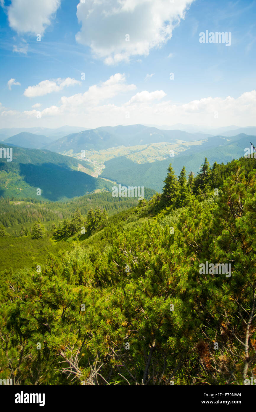 Beautiful pine trees on mountains Stock Photo - Alamy