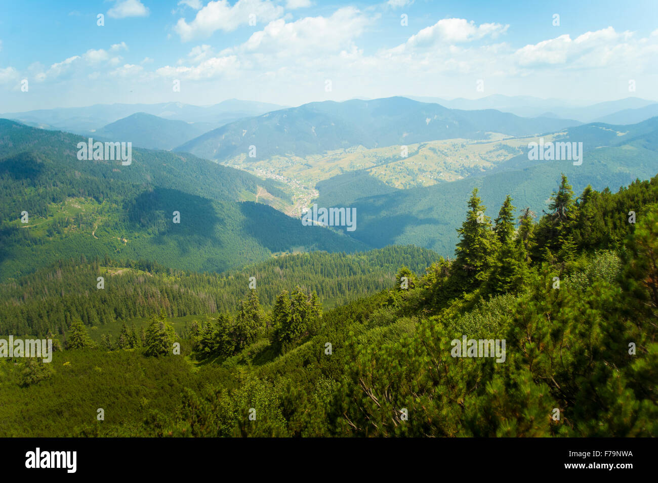 Beautiful pine trees on mountains Stock Photo - Alamy