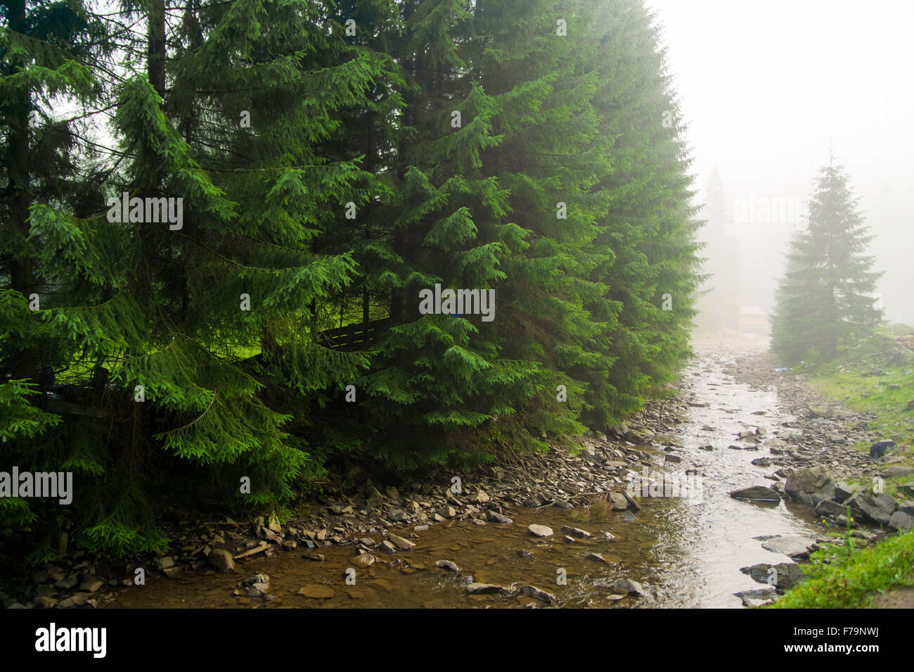 Beautiful pine trees on mountains Stock Photo - Alamy