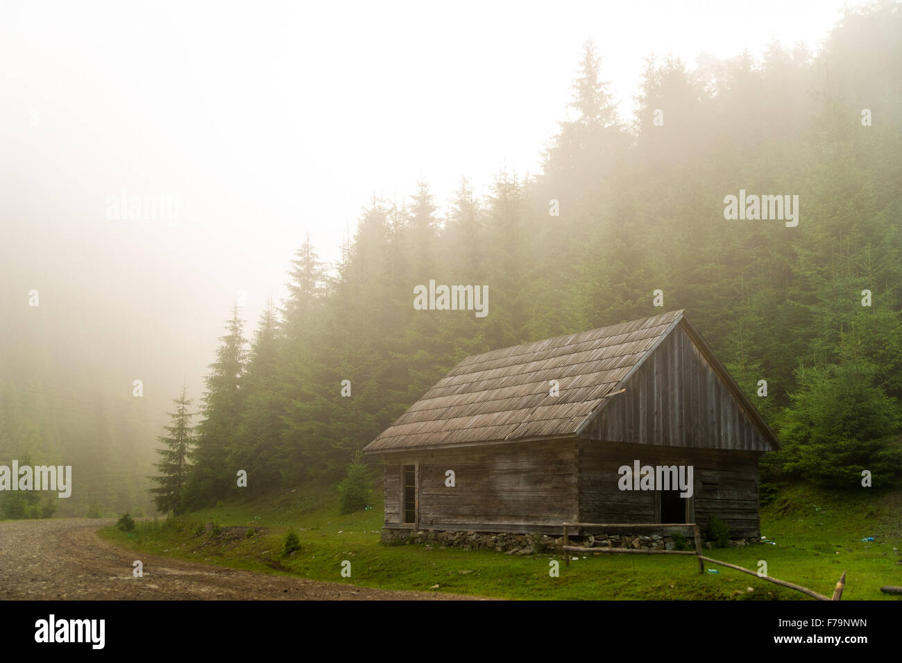 Beautiful pine trees on mountains Stock Photo - Alamy