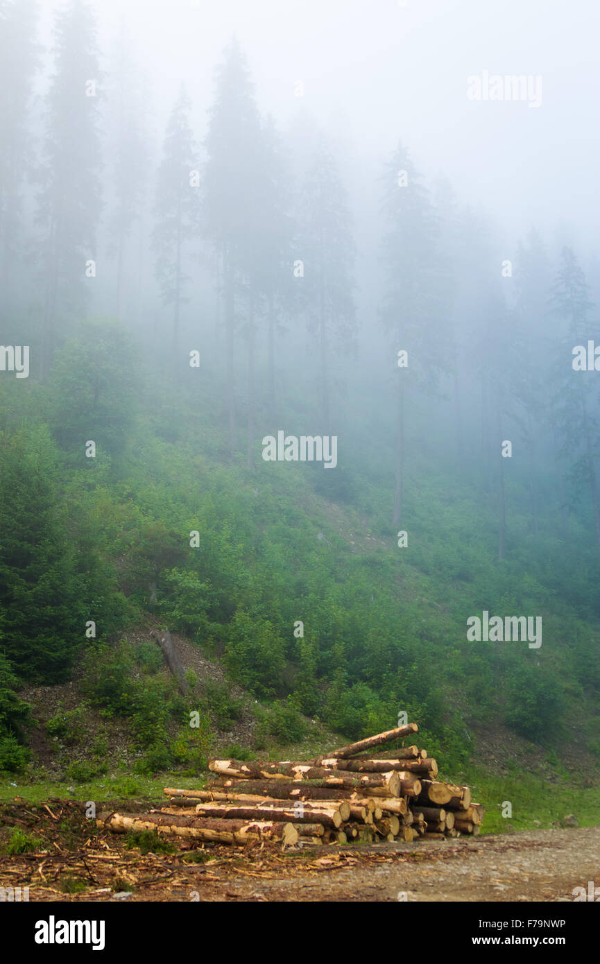 Beautiful pine trees on mountains Stock Photo - Alamy