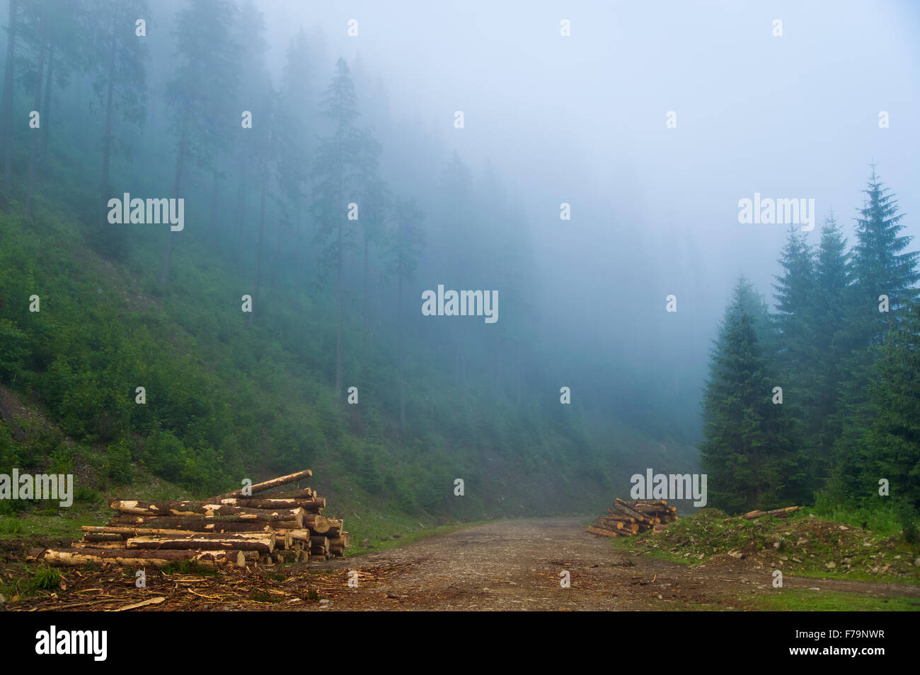 Beautiful pine trees on mountains Stock Photo - Alamy