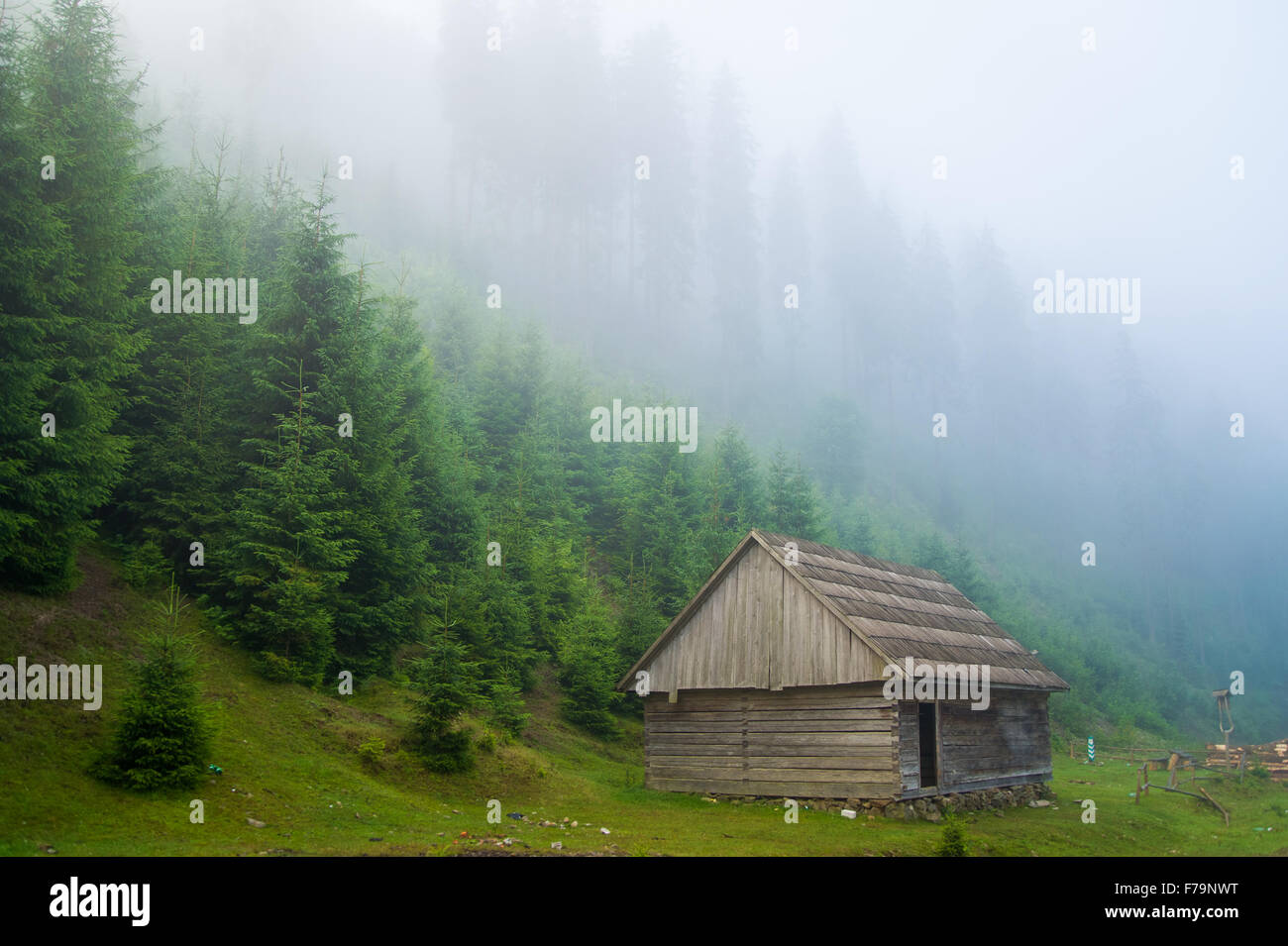 Beautiful pine trees on mountains Stock Photo - Alamy