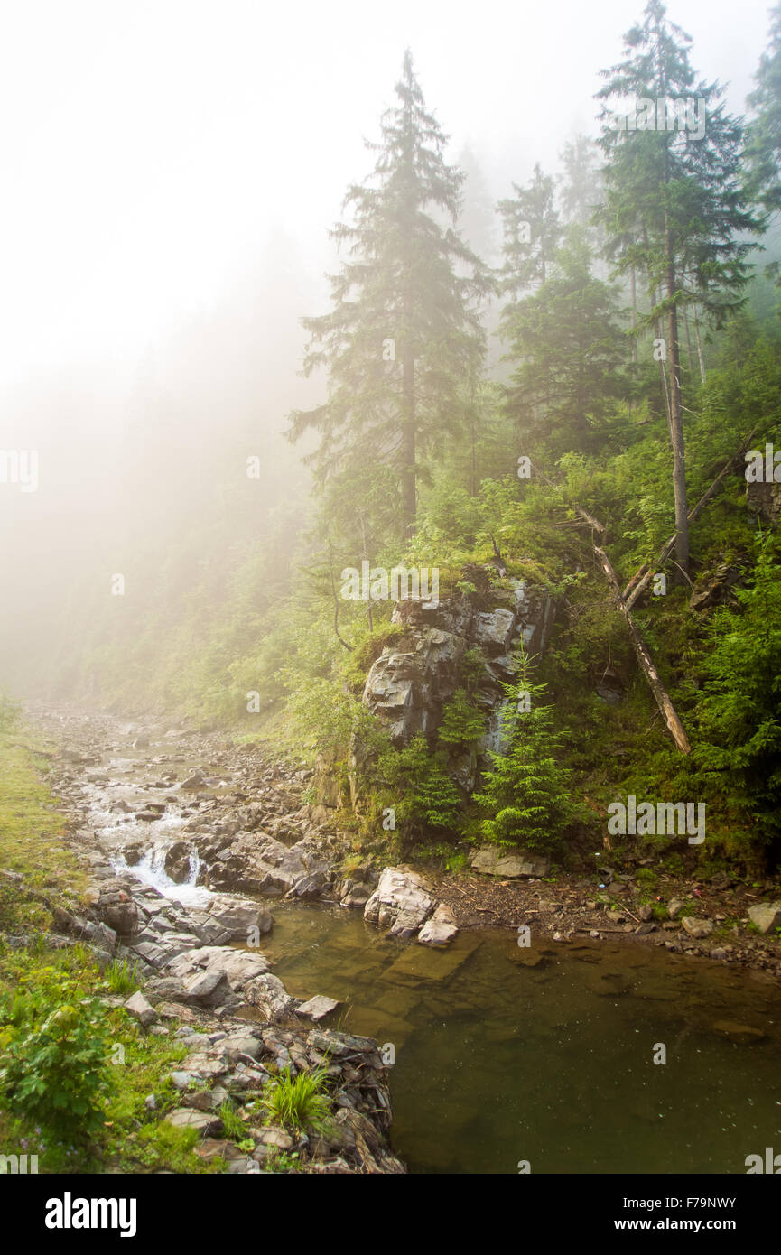Beautiful pine trees on mountains Stock Photo - Alamy