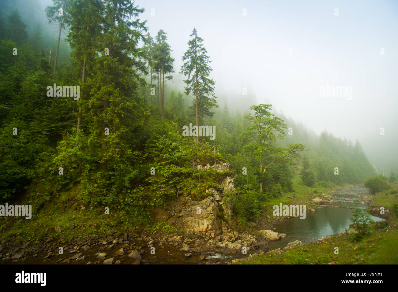 Beautiful pine trees on mountains Stock Photo - Alamy