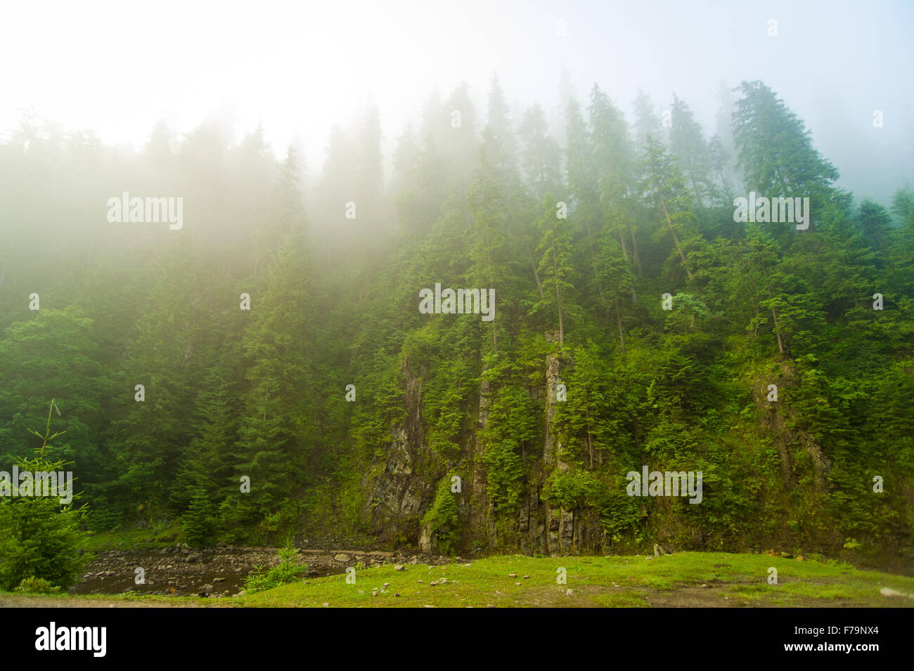 Beautiful pine trees on mountains Stock Photo - Alamy