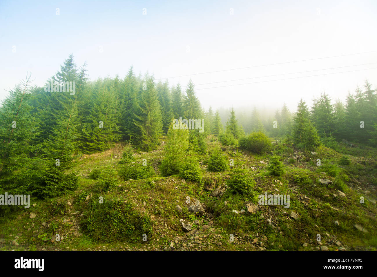 Beautiful pine trees on mountains Stock Photo - Alamy