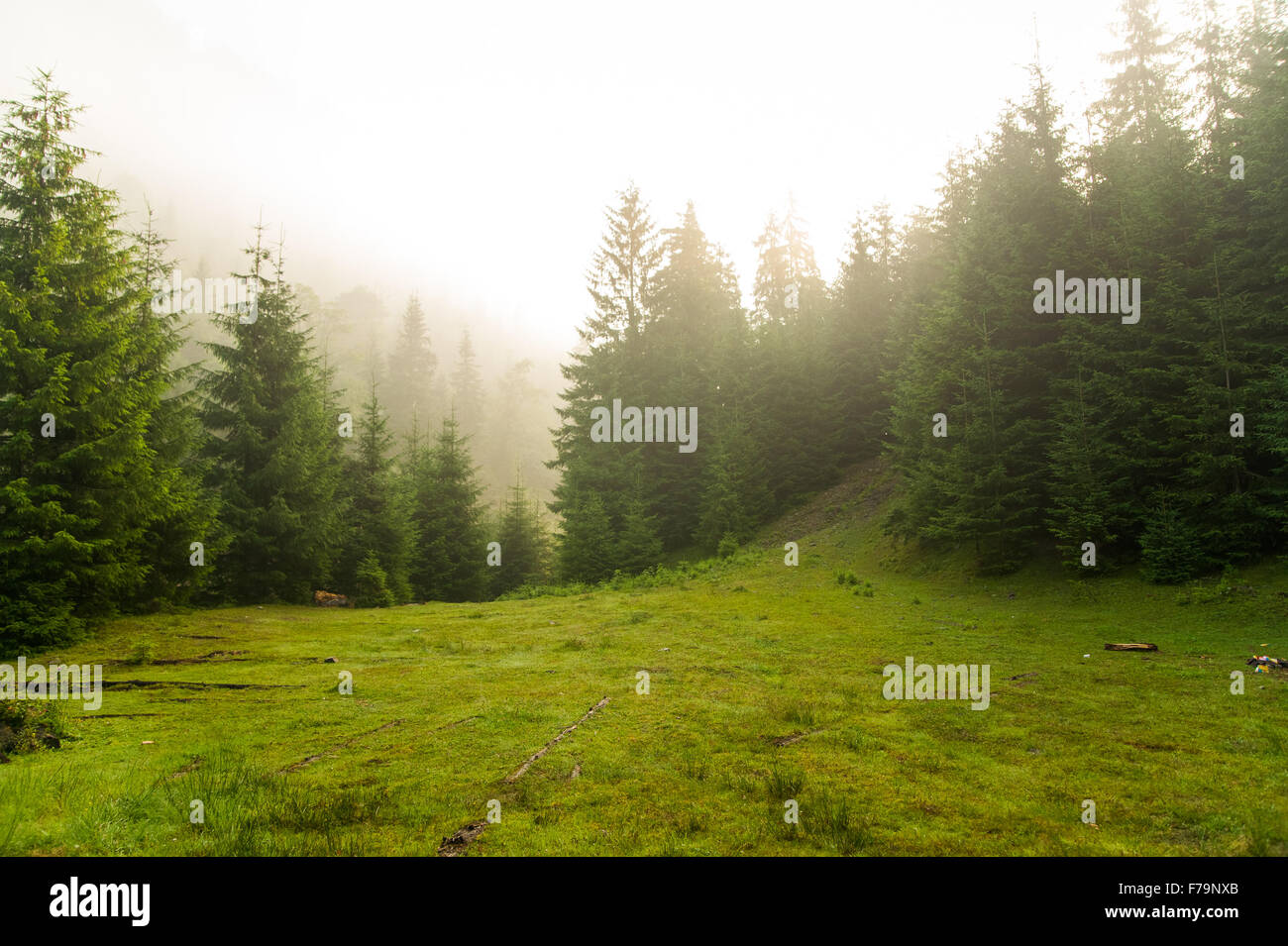 Beautiful pine trees on mountains Stock Photo - Alamy