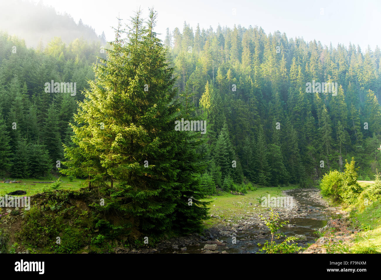 Beautiful pine trees on mountains Stock Photo - Alamy