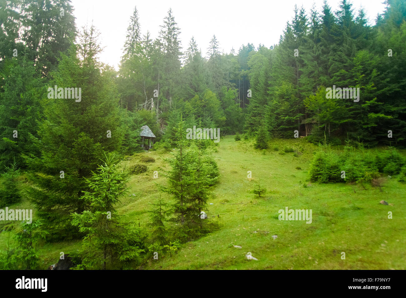 Beautiful pine trees on mountains Stock Photo - Alamy