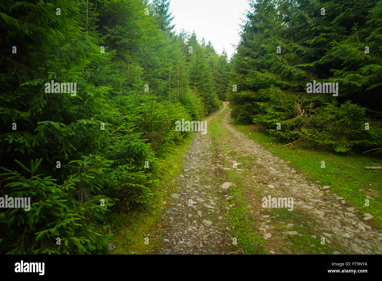 Beautiful pine trees on mountains Stock Photo - Alamy