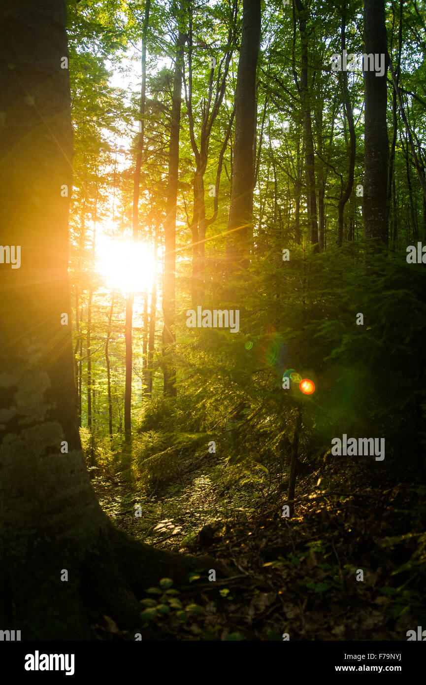 Beautiful pine trees on mountains Stock Photo - Alamy