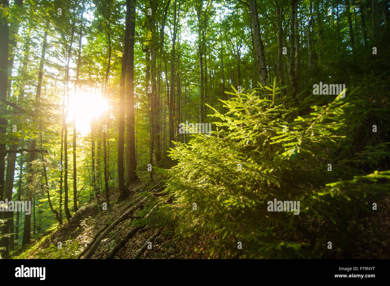 Beautiful pine trees on mountains Stock Photo - Alamy