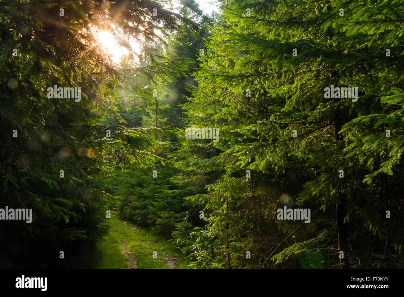 Beautiful pine trees on mountains Stock Photo - Alamy