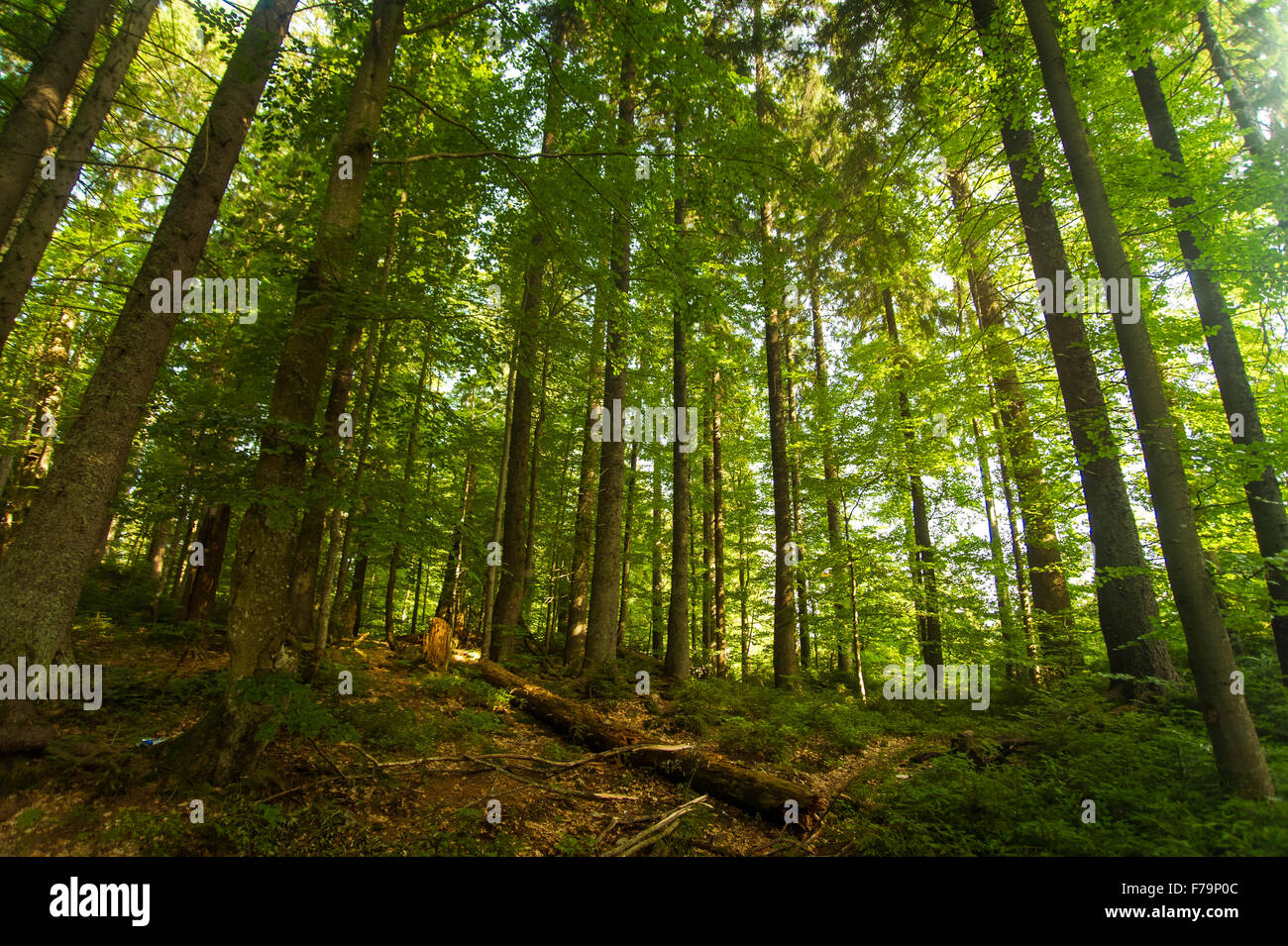 Beautiful pine trees on mountains Stock Photo - Alamy