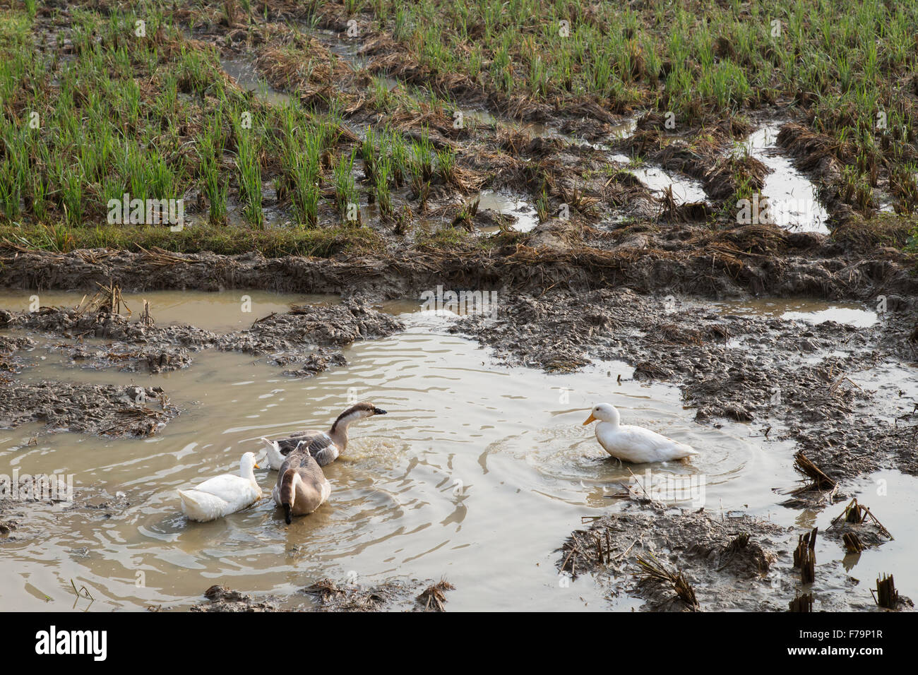 Farmyard Wildfowl in Rice Paddy Guilin Region Guangxi, China LA008196 Stock Photo