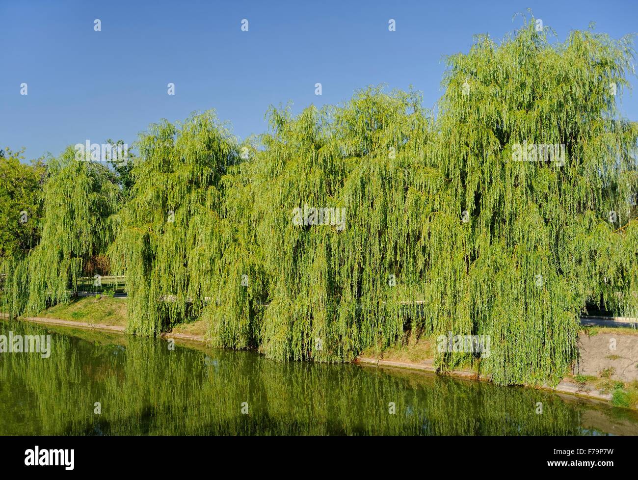 Niobe Weeping Willow