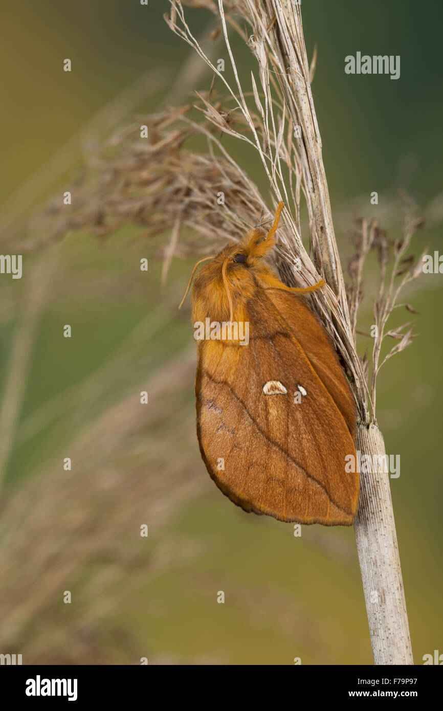 Drinker, female, Grasglucke, Gras-Glucke, Trinkerin, Weibchen, Philudoria potatoria, Euthrix potatoria, Buveuse, Bombyx buveur Stock Photo