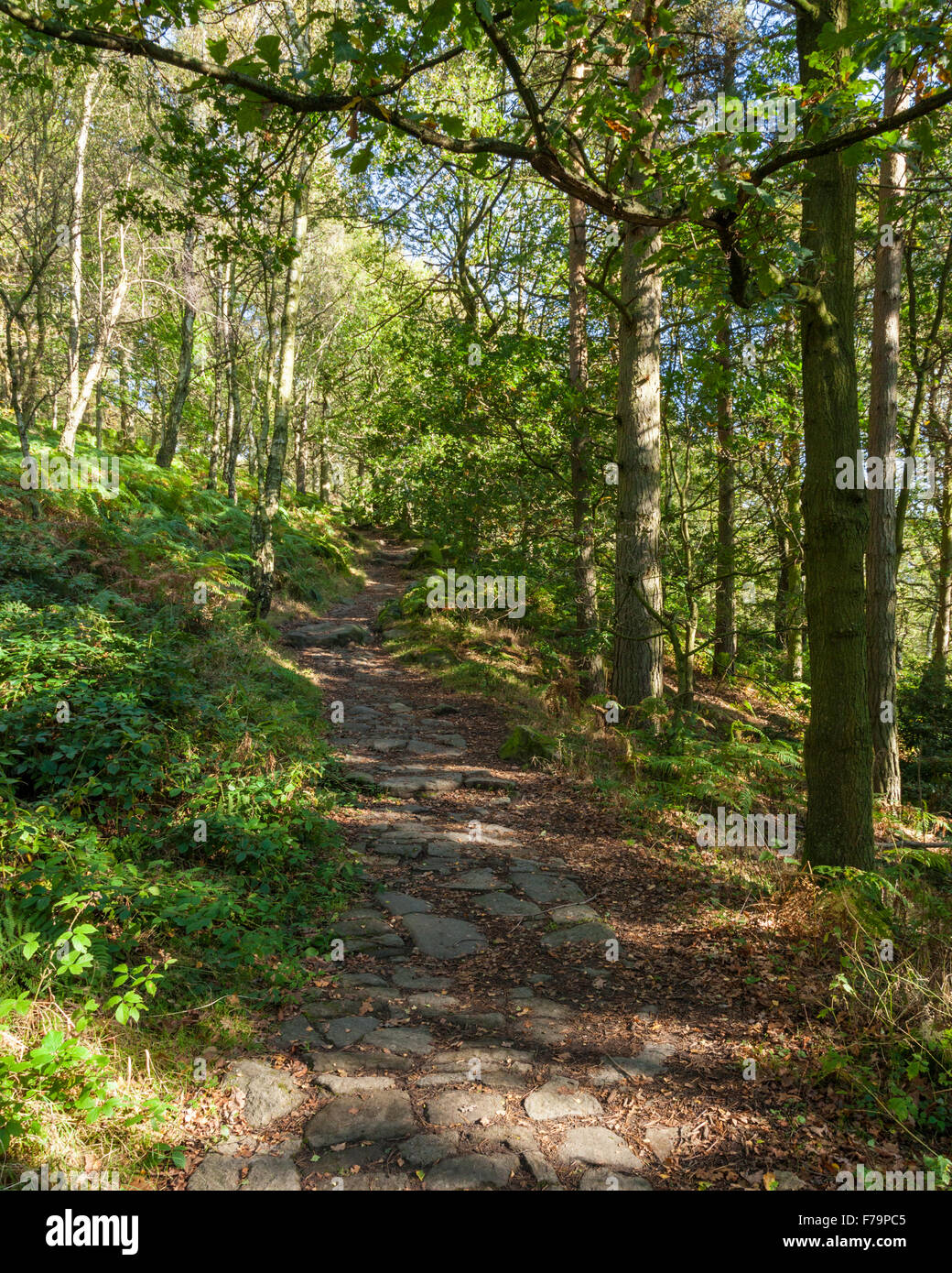 Stone path through trees in Autumn sunlight. Ancient woodland in Padley Gorge, Derbyshire, Peak District National Park, England, UK Stock Photo
