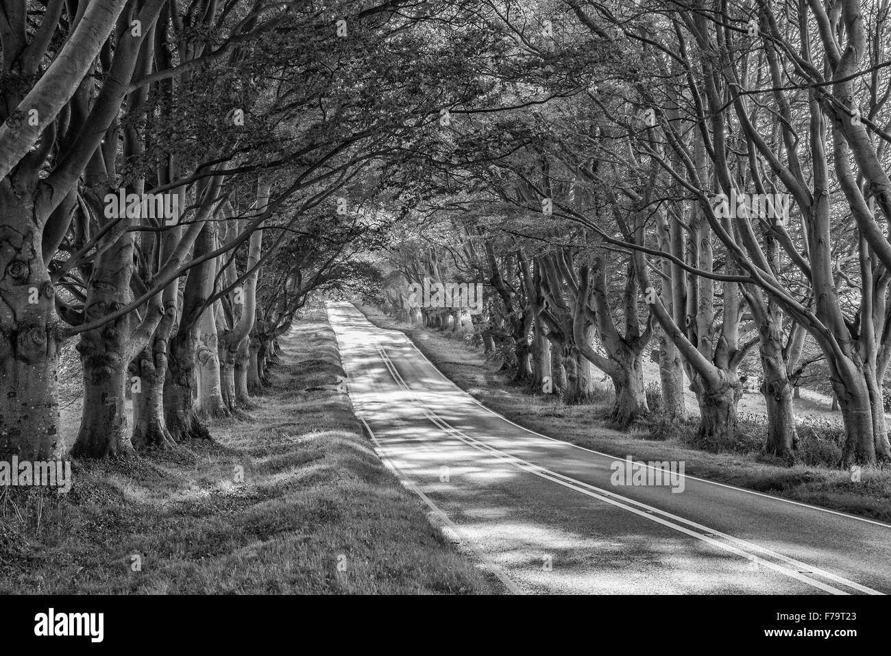 Black and white landscape image of road leading through Autumn forest ...