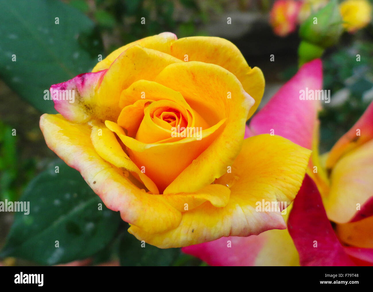 Beautiful blooming orange and yellow rose with green leaf Stock Photo
