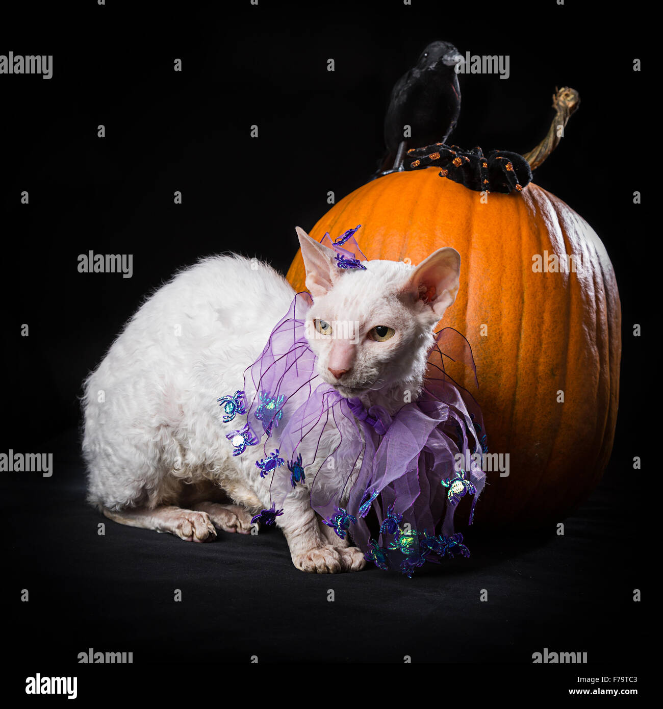 Cornish rex cat at Halloween. Stock Photo