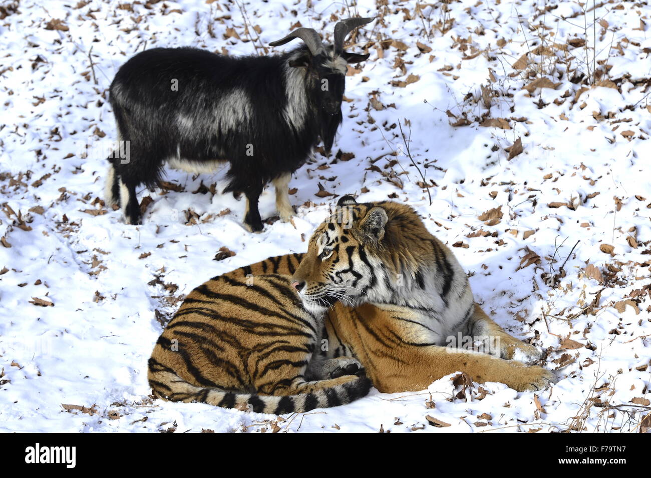 Safari Park in Shkotovo: a corner of unity with nature 74 Safari Park in Shkotovo: a corner of unity with nature 9