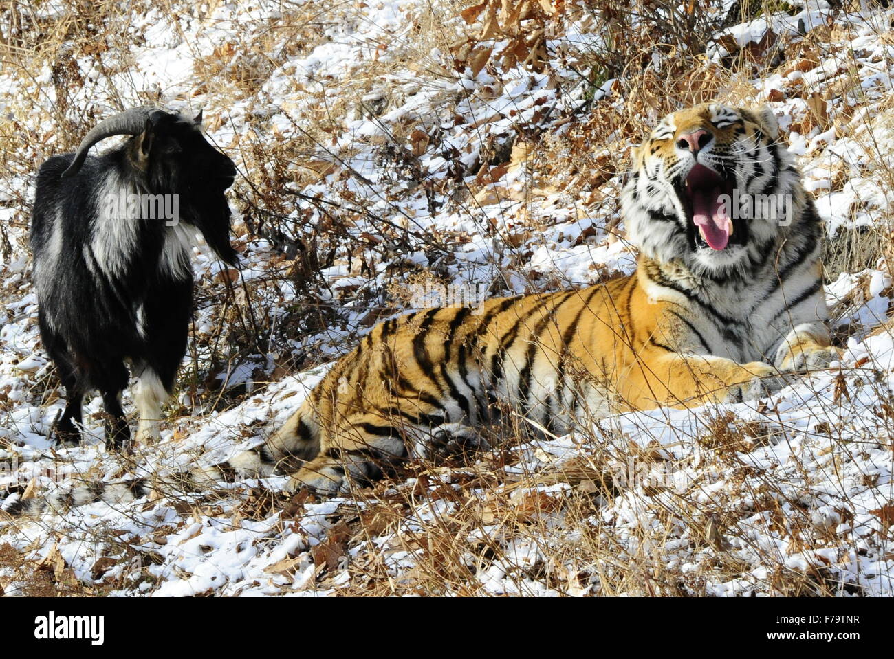 Safari Park in Shkotovo: a corner of unity with nature 46 Safari Park in Shkotovo: a corner of unity with nature 51