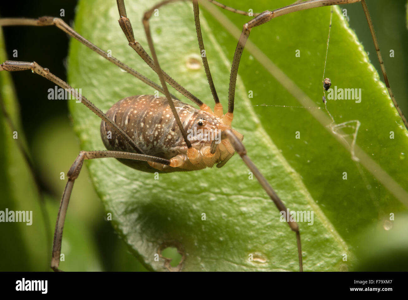 Harvestman arachnid sitting on a leaf, showing eye and body markings ...