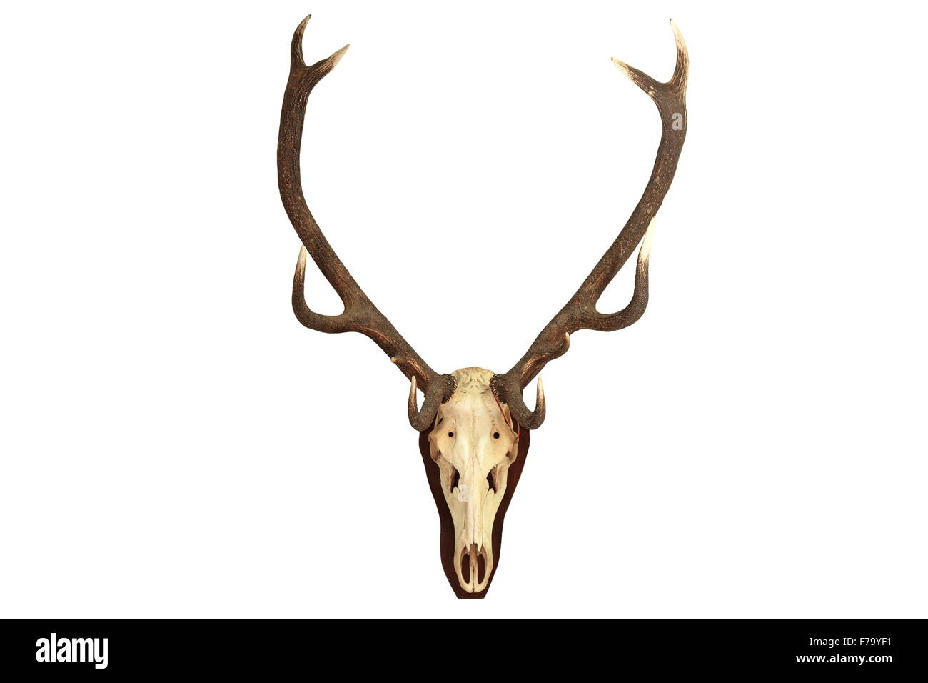 Cervus elaphus hunting trophy isolated over white background Stock Photo Alamy