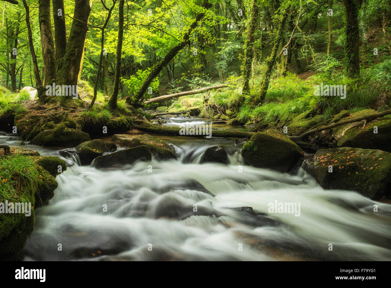 Landscape iamge of river flowing through lush green forest in Summer ...