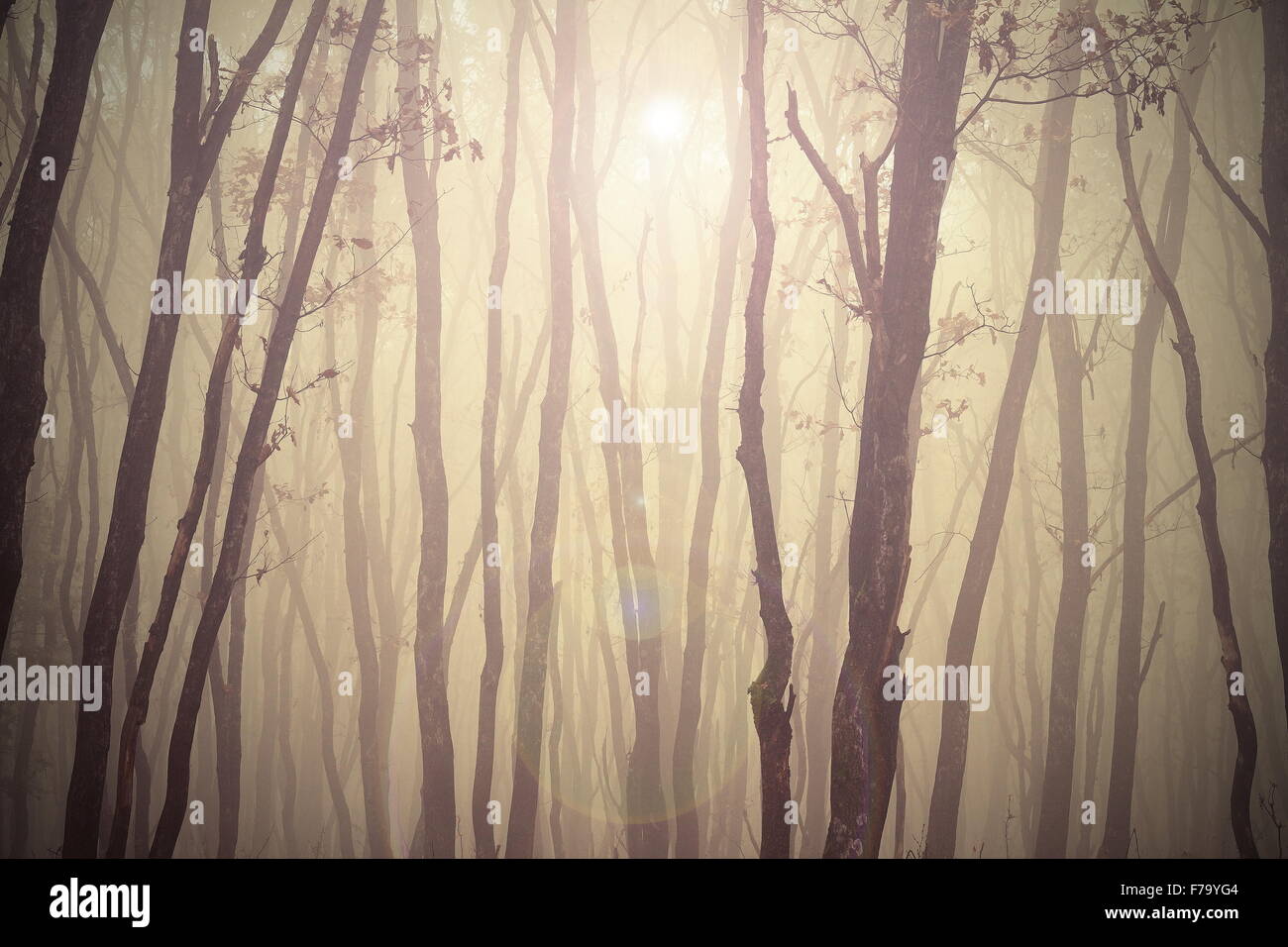 magic misty forest view, trees in fog Stock Photo - Alamy