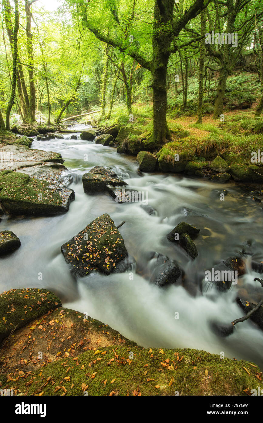 Landscape iamge of river flowing through lush green forest in Summer ...