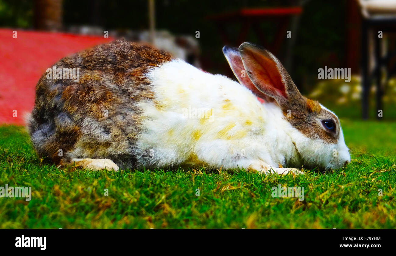 White and Brown Rabbit on Grass Stock Photo