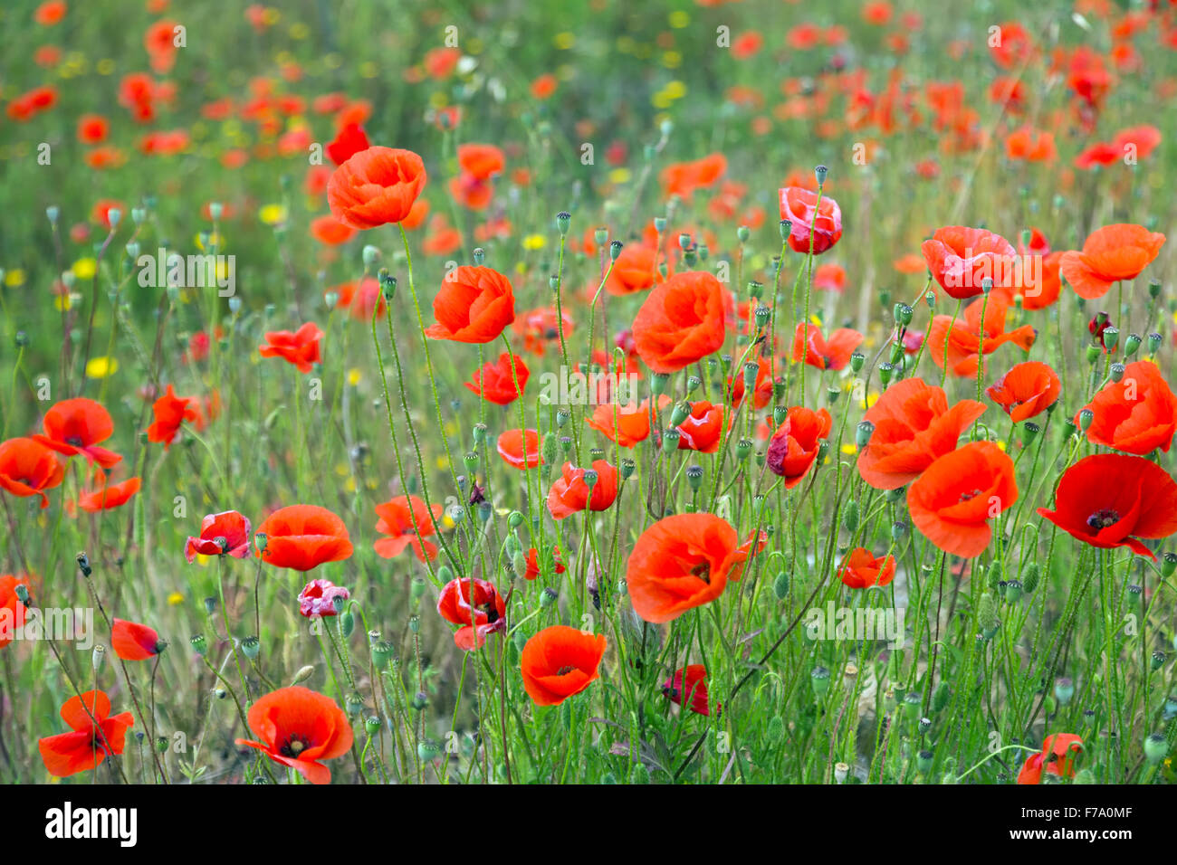 Field of wild red poppies in spring time Stock Photo - Alamy