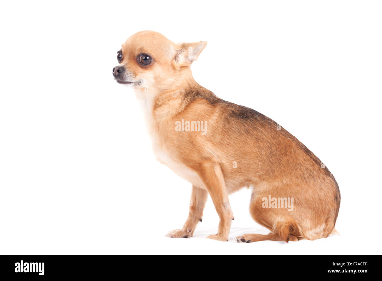Happy dog photographed in the studio on a white background Stock Photo