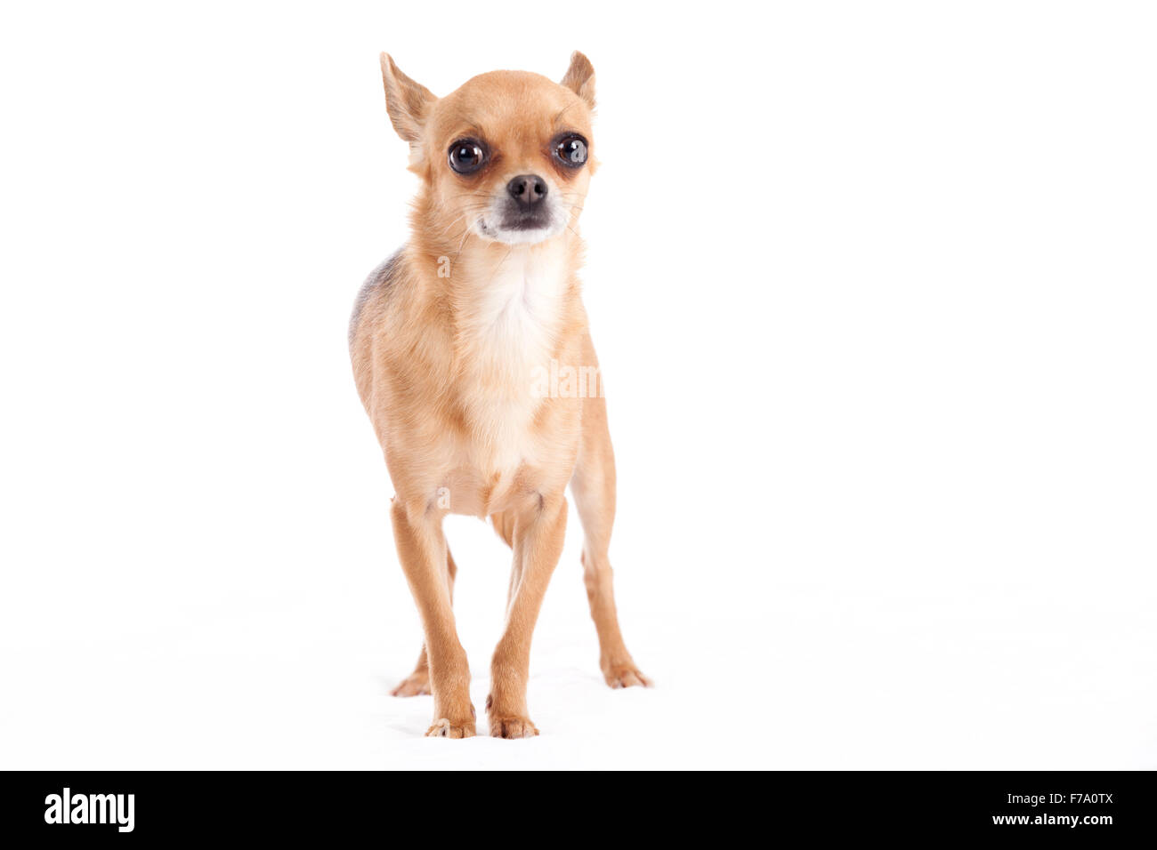 Happy dog photographed in the studio on a white background Stock Photo