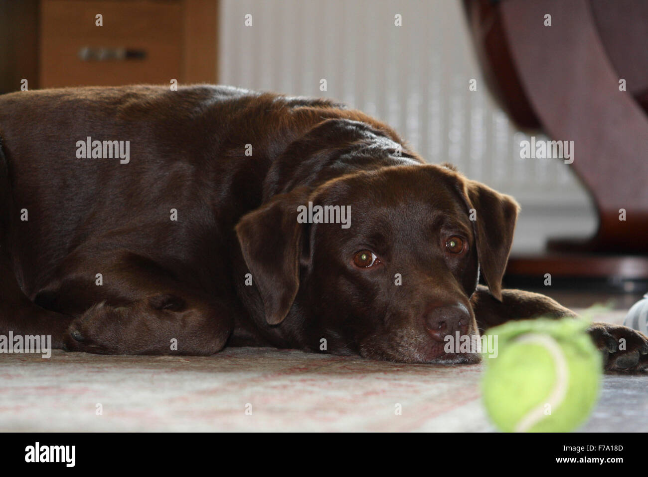 Brown/red/chocolate labrador retriever dog laid down in room looking at camera with his tennis ball in foreground Stock Photo