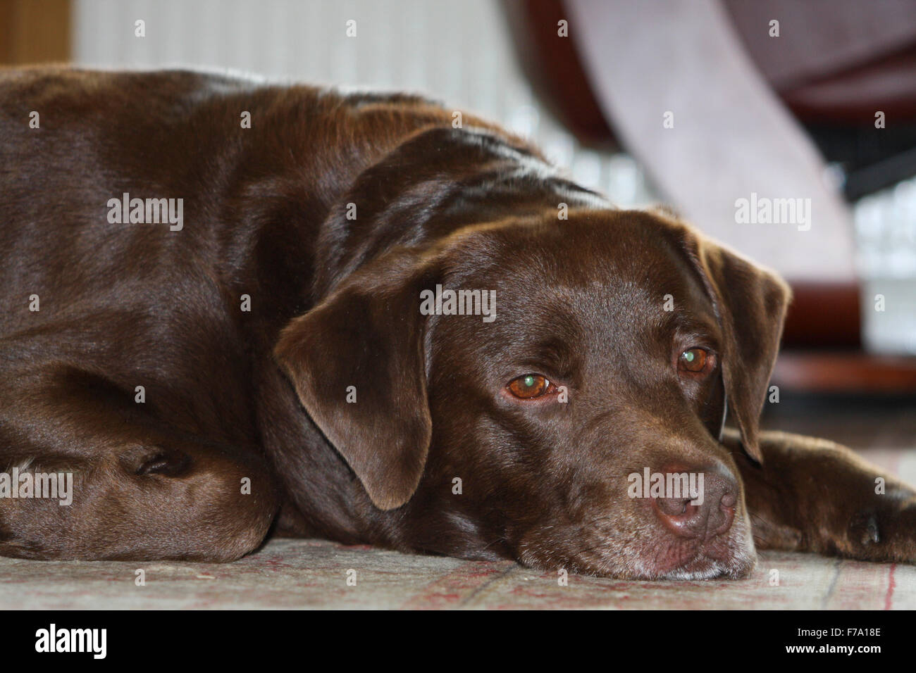 Brown/red/chocolate labrador retriever dog laid down in room looking down Stock Photo