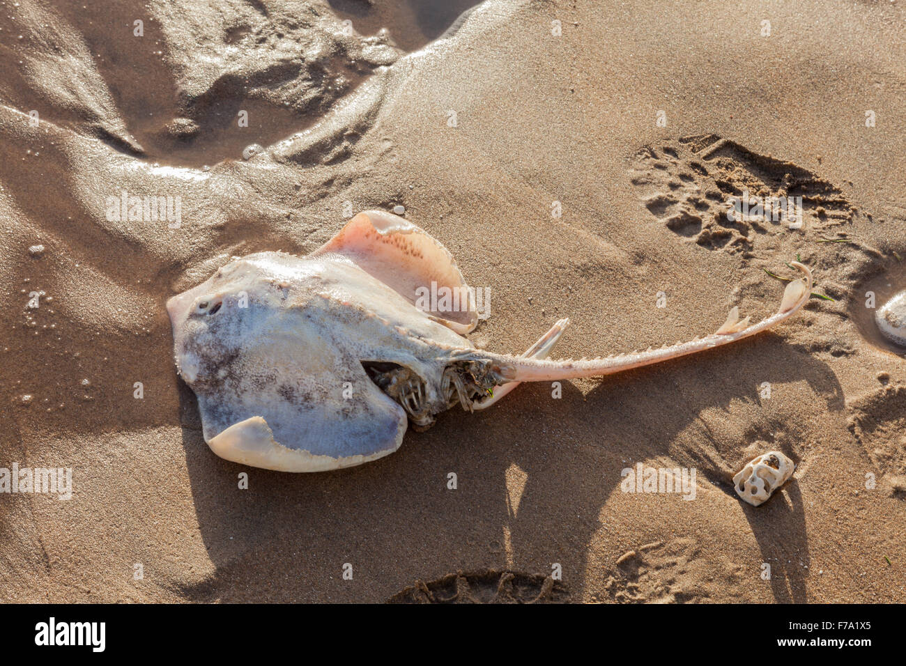 A dead Skate on the beach at Dumpton Gap, Broadstairs, Kent, Uk Stock ...