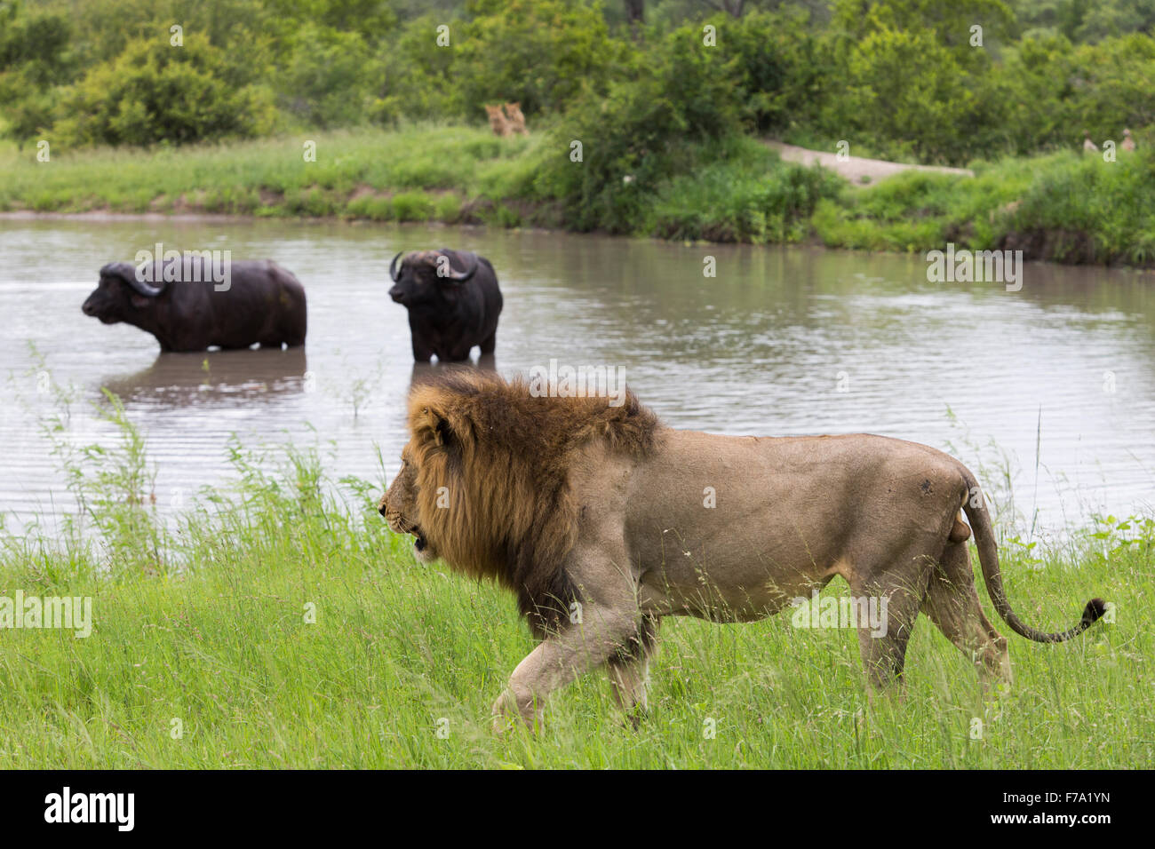 A male lion patrolling the side of a waterhole into which two buffalo have escaped with two lions looking on from the distant ba Stock Photo