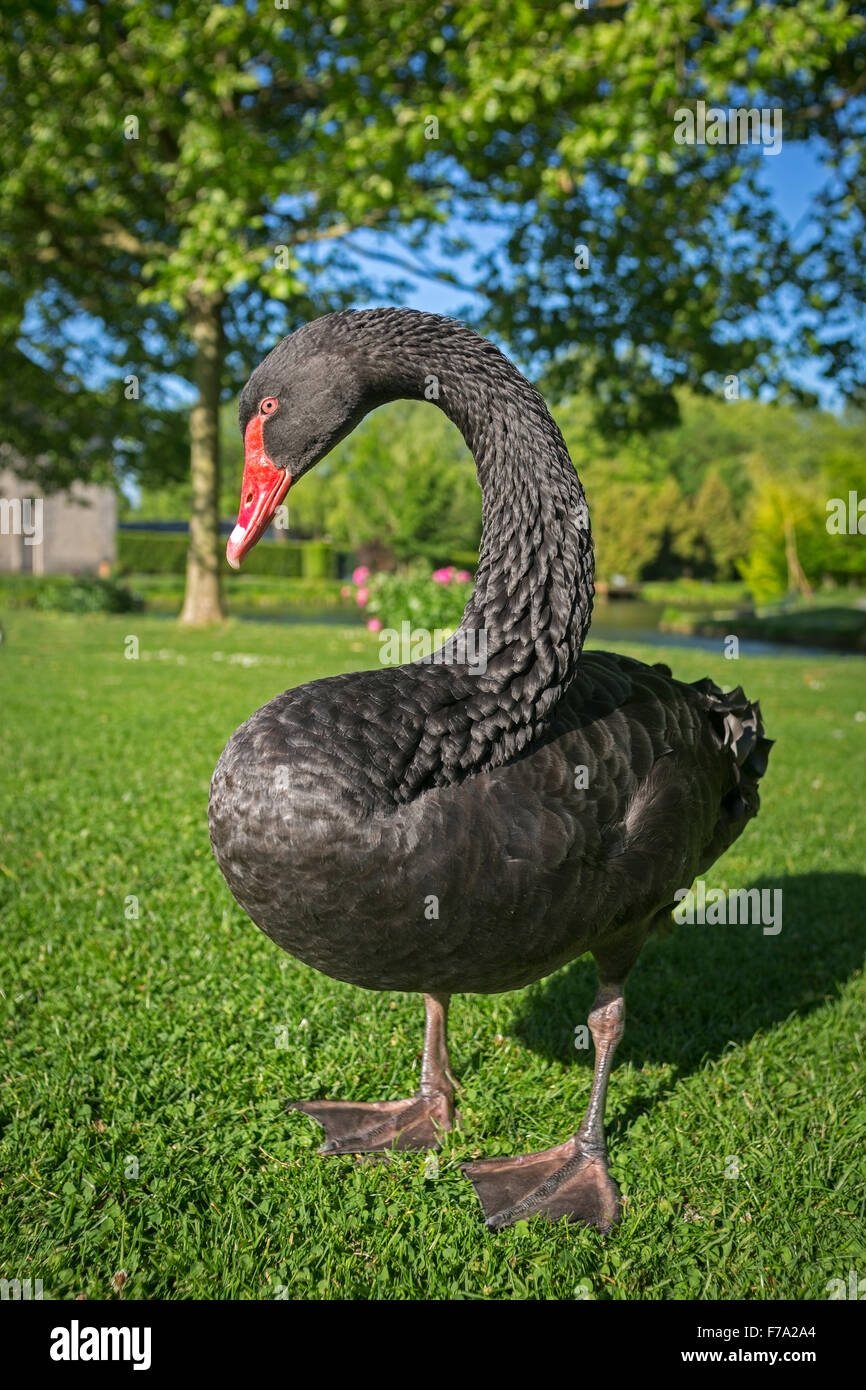 A photograph of a black swan (Cygnus atratus). Portrait de cygne noir