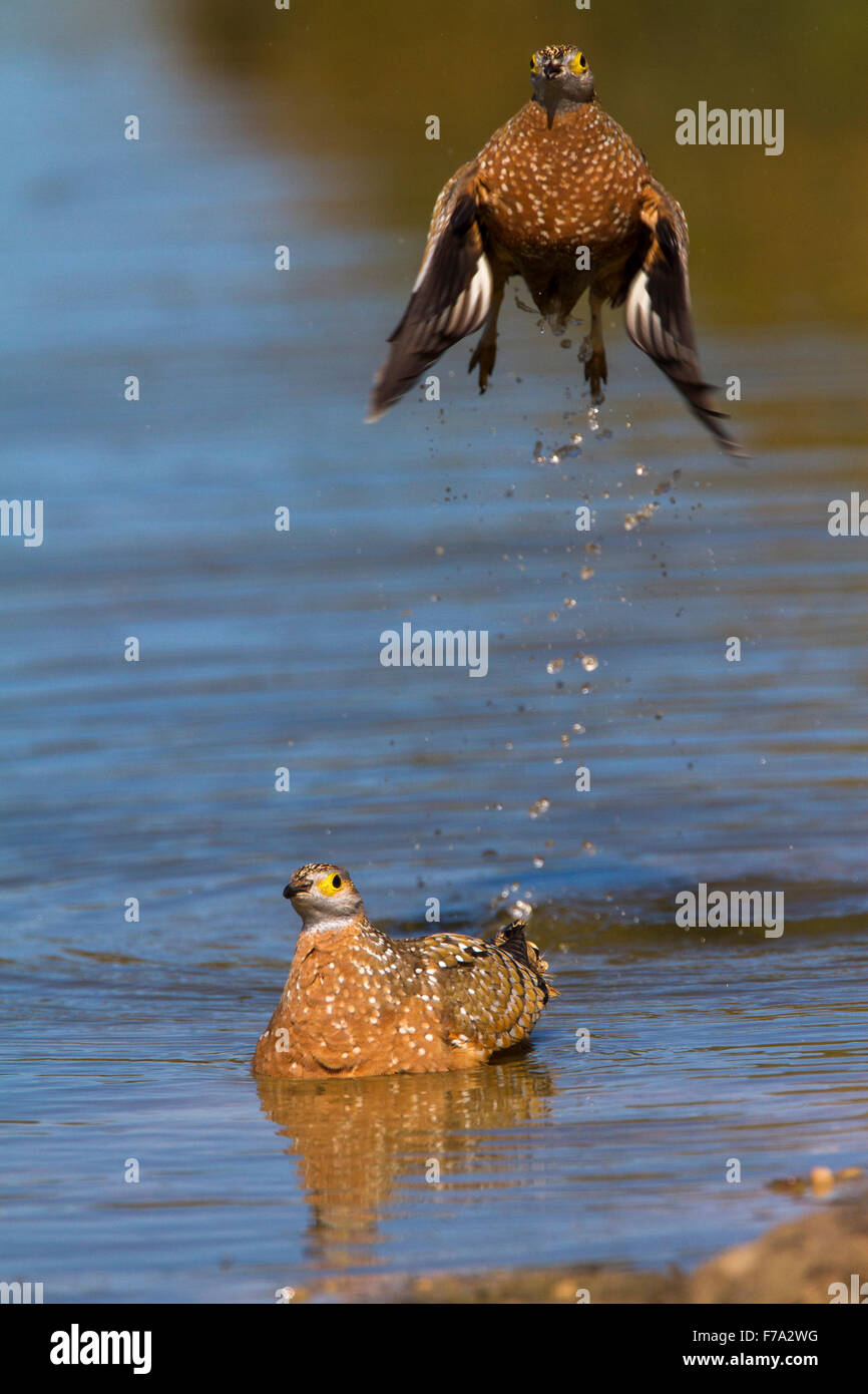 Burchell's sandgrouse (Pterocles burchelli) taking off after a drink at a waterhole Stock Photo