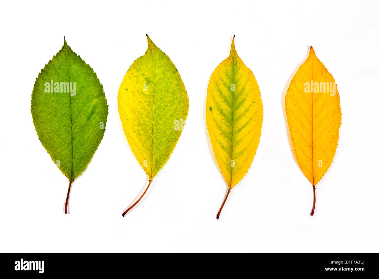 Autumn leaves of cherry tree isolated on white background. With clipping path. Autumn leaves of cherry tree colored by yellow, r Stock Photo