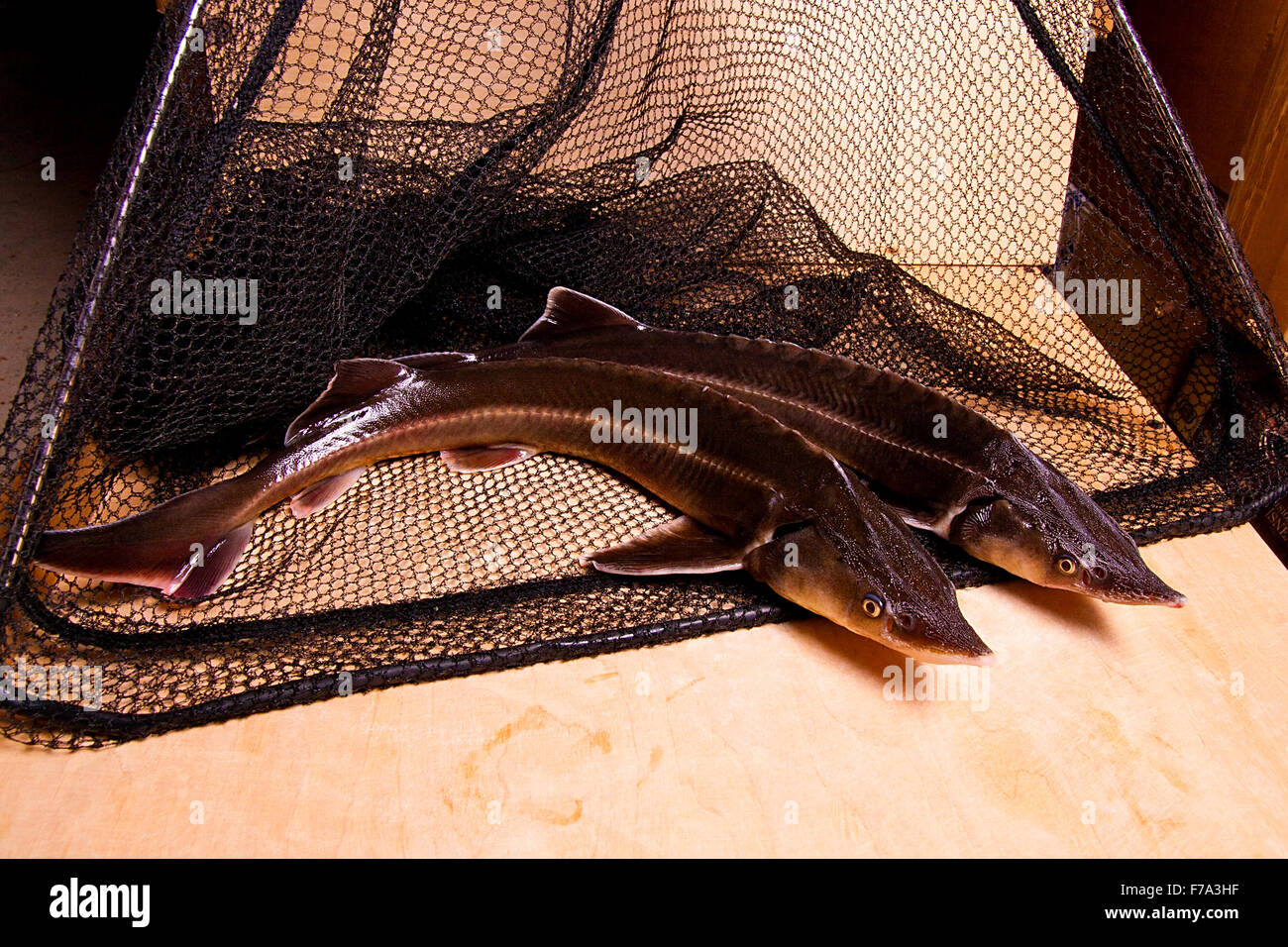 Fresh small sturgeon fish on black fishing net. Fresh sterlet fish