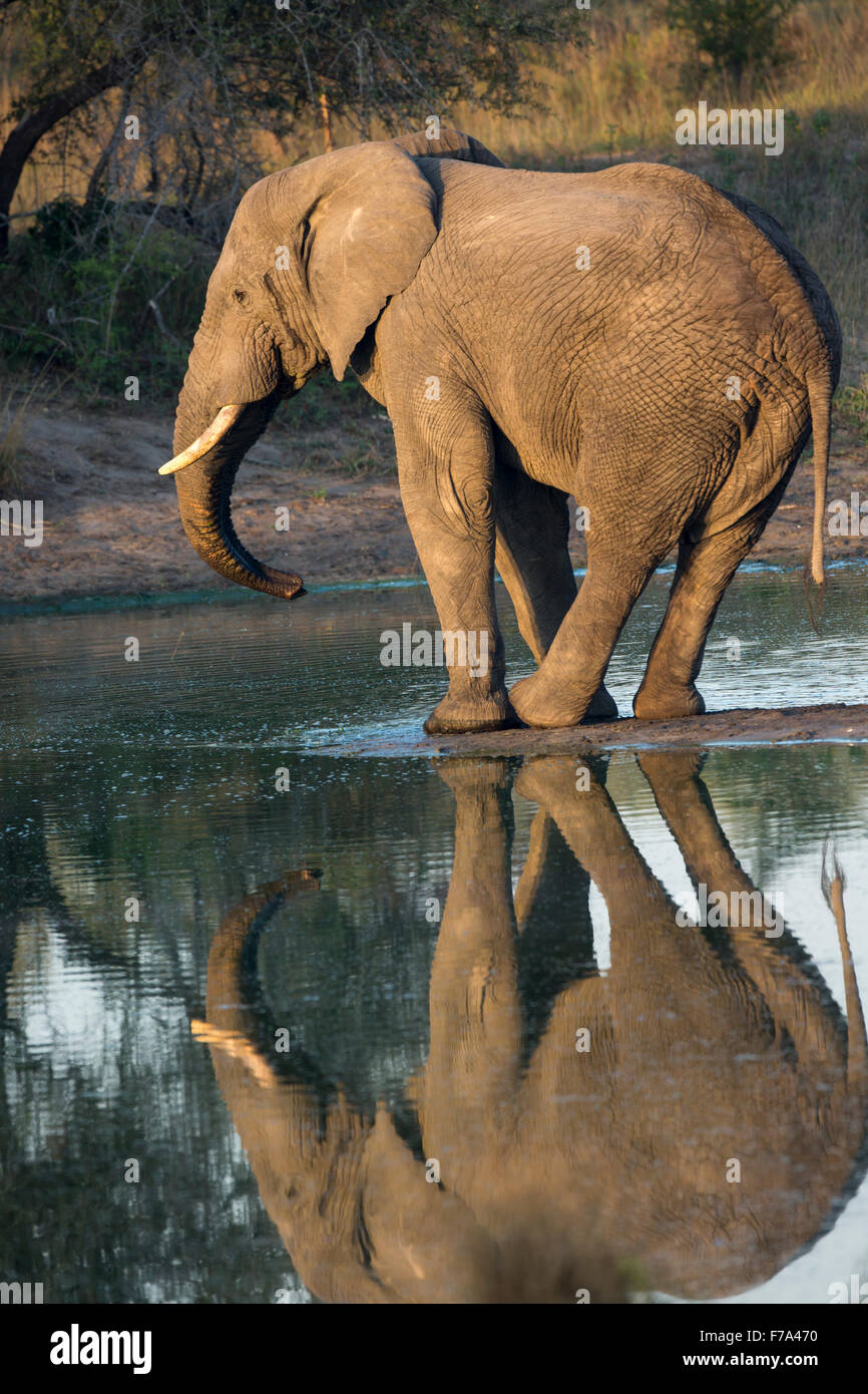 A lone elephant standing on a small island in the middle of a waterhole Stock Photo